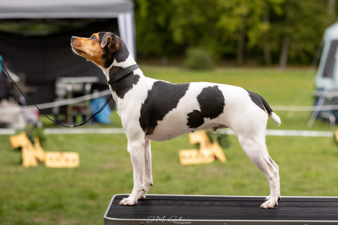 Earthwater Voila Voila