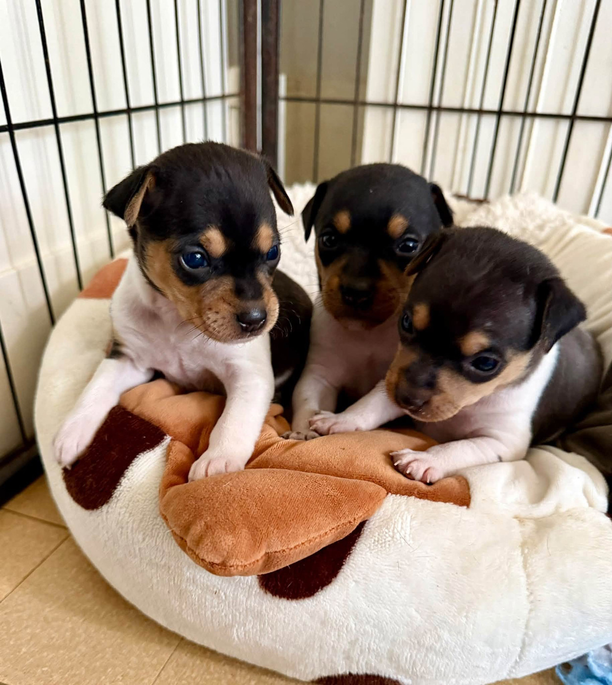 Chiots disponibles à la réservation