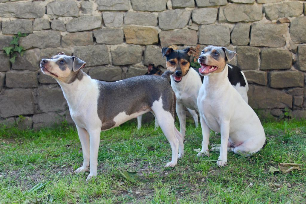 Nos chiens