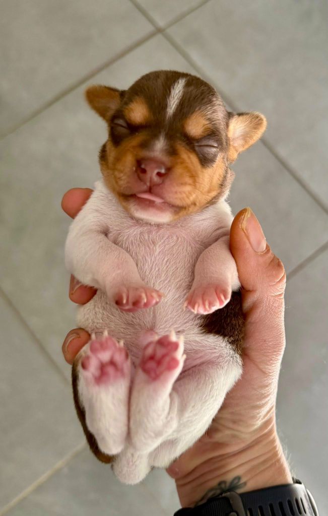 Earthwater - Chiots disponibles - Terrier Bresilien