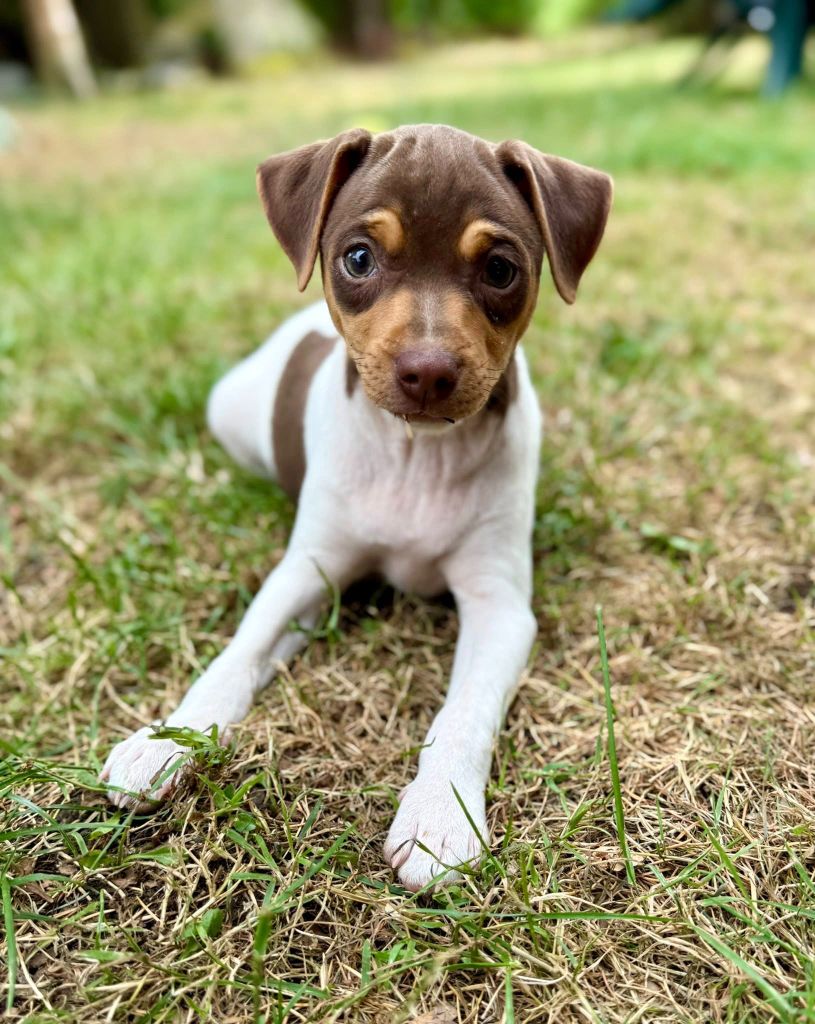 Earthwater - Chiots disponibles - Terrier Bresilien
