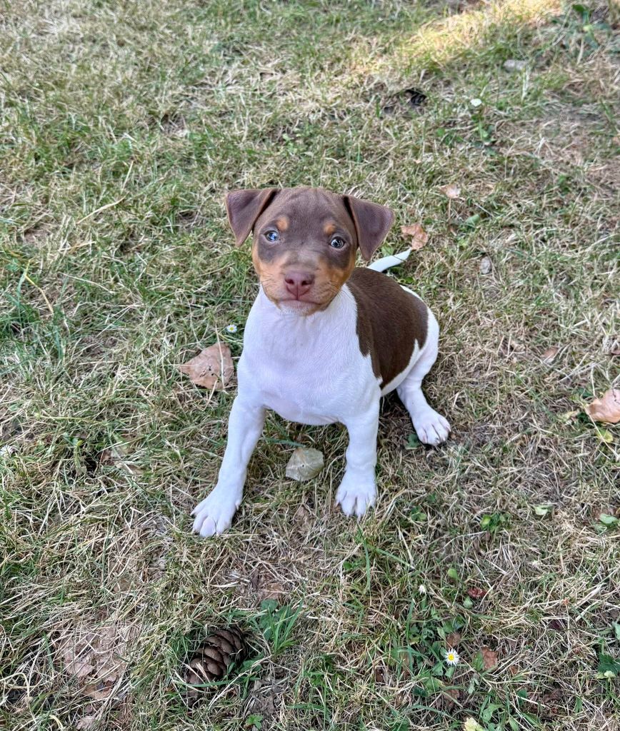 Earthwater - Chiots disponibles - Terrier Bresilien