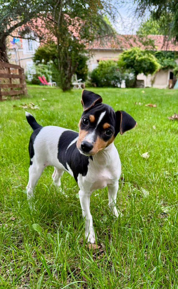 Earthwater - Chiots disponibles - Terrier Bresilien