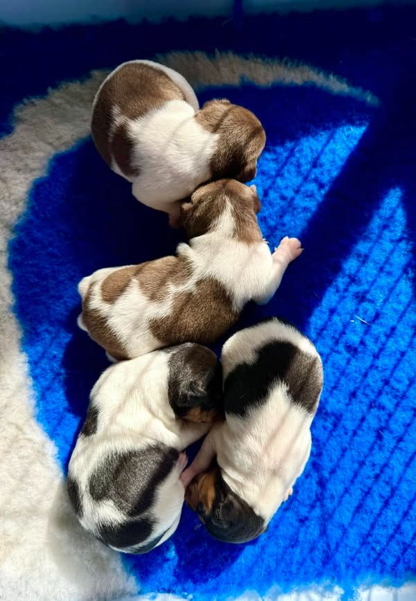 Chiot Terrier Bresilien Earthwater