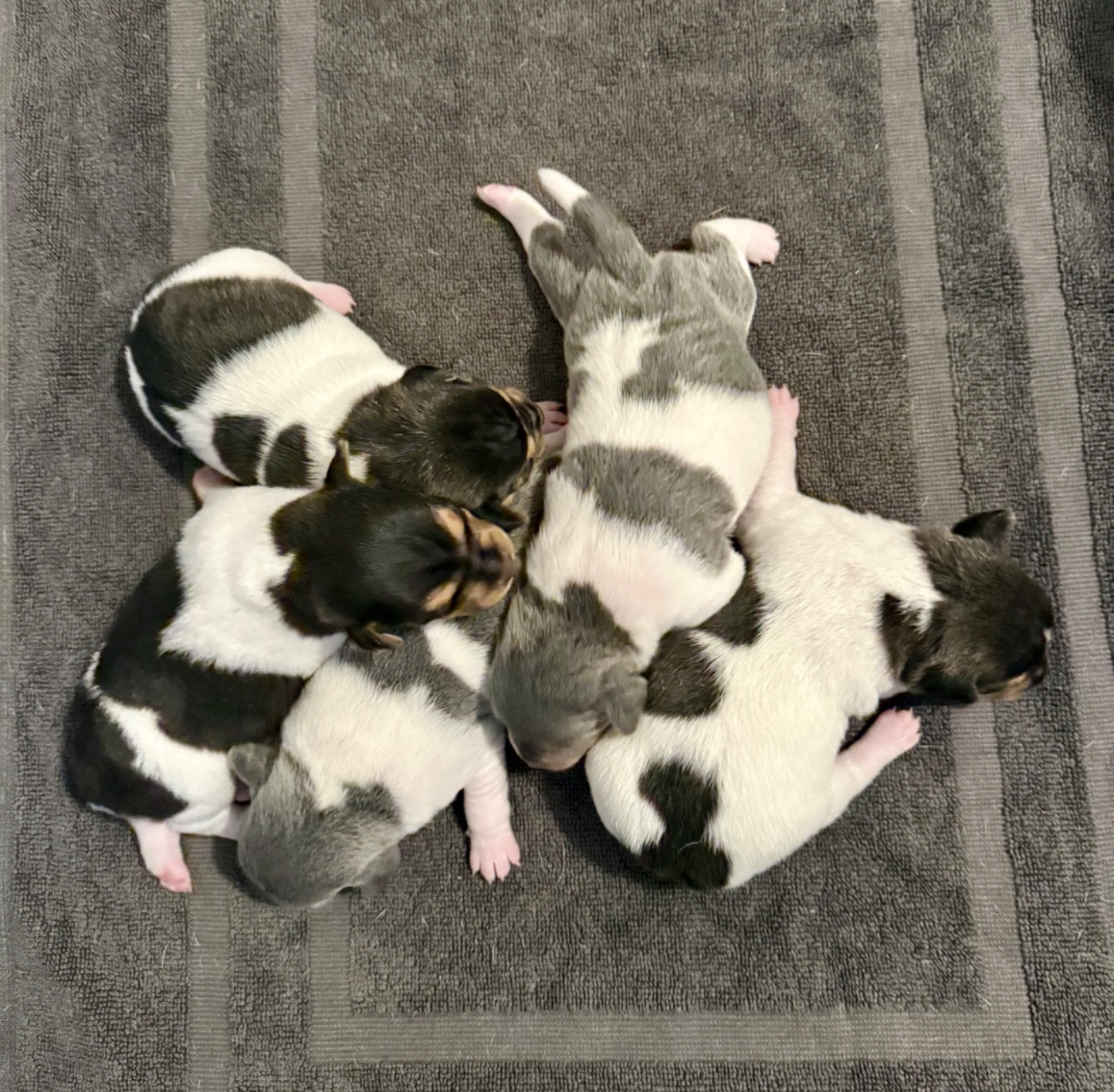 Chiot Terrier Bresilien Earthwater