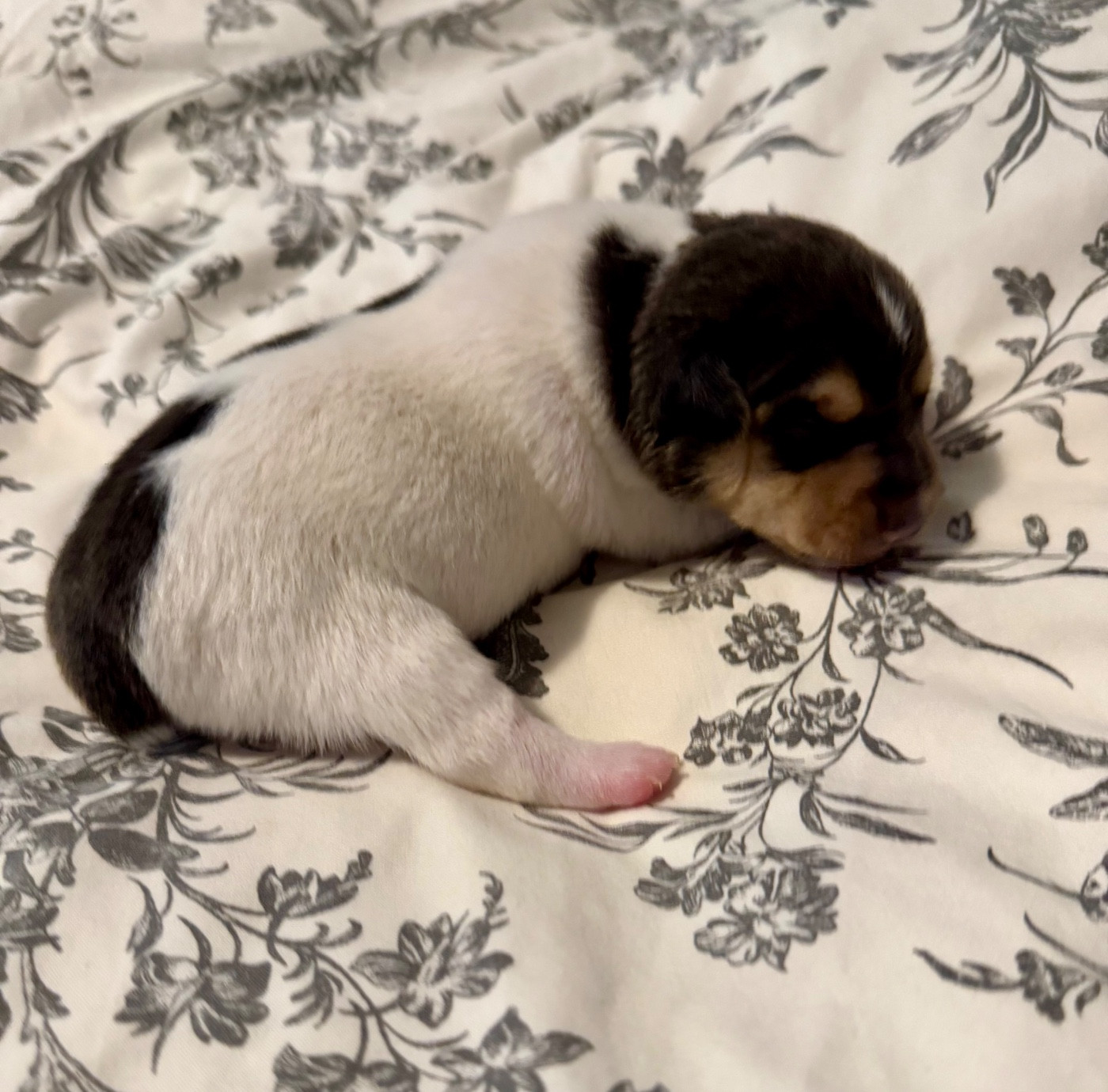 Earthwater - Chiots disponibles - Terrier Bresilien