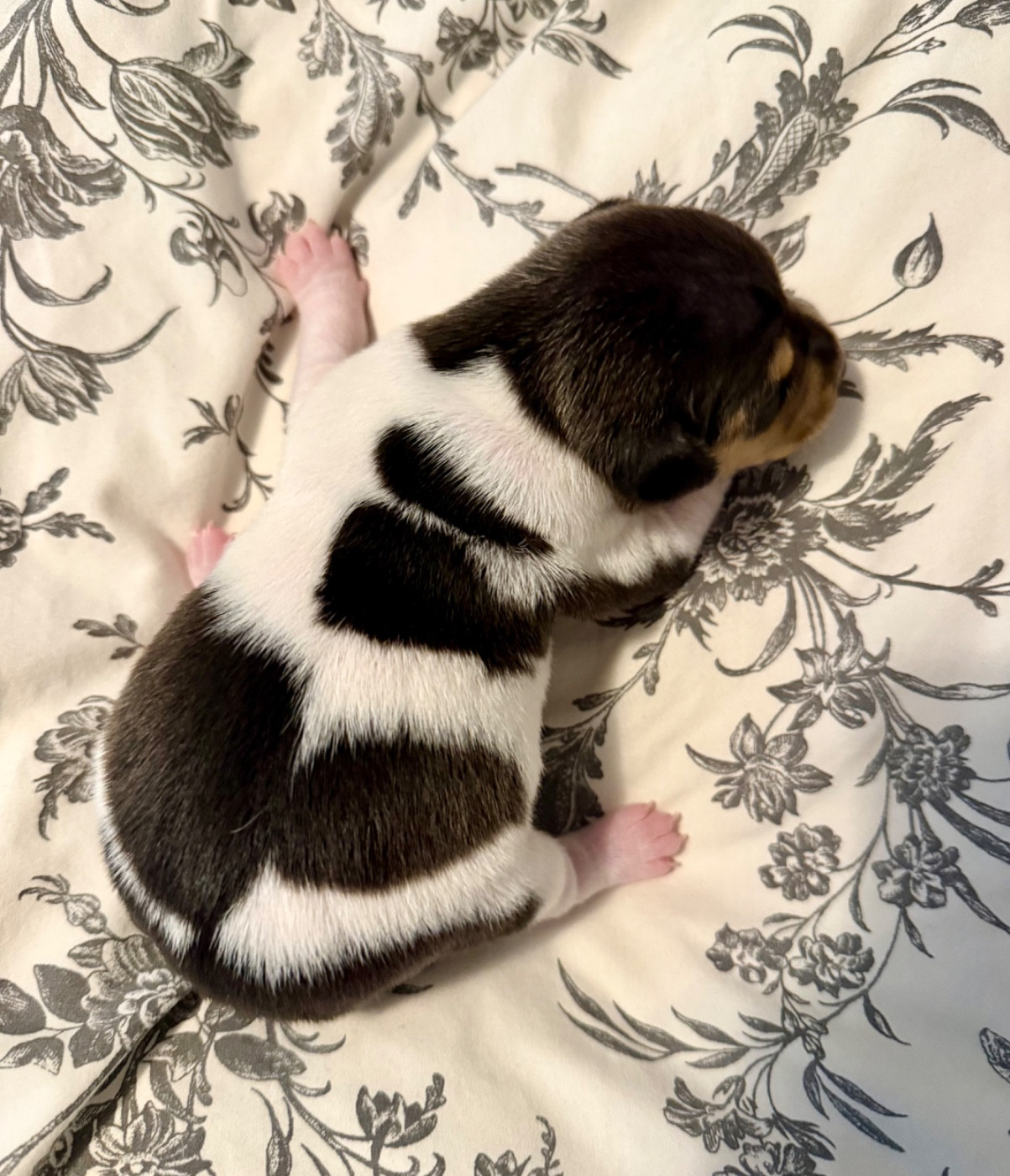 Earthwater - Chiots disponibles - Terrier Bresilien