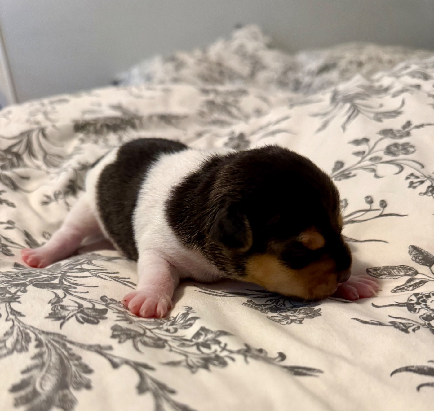 Earthwater - Chiots disponibles - Terrier Bresilien