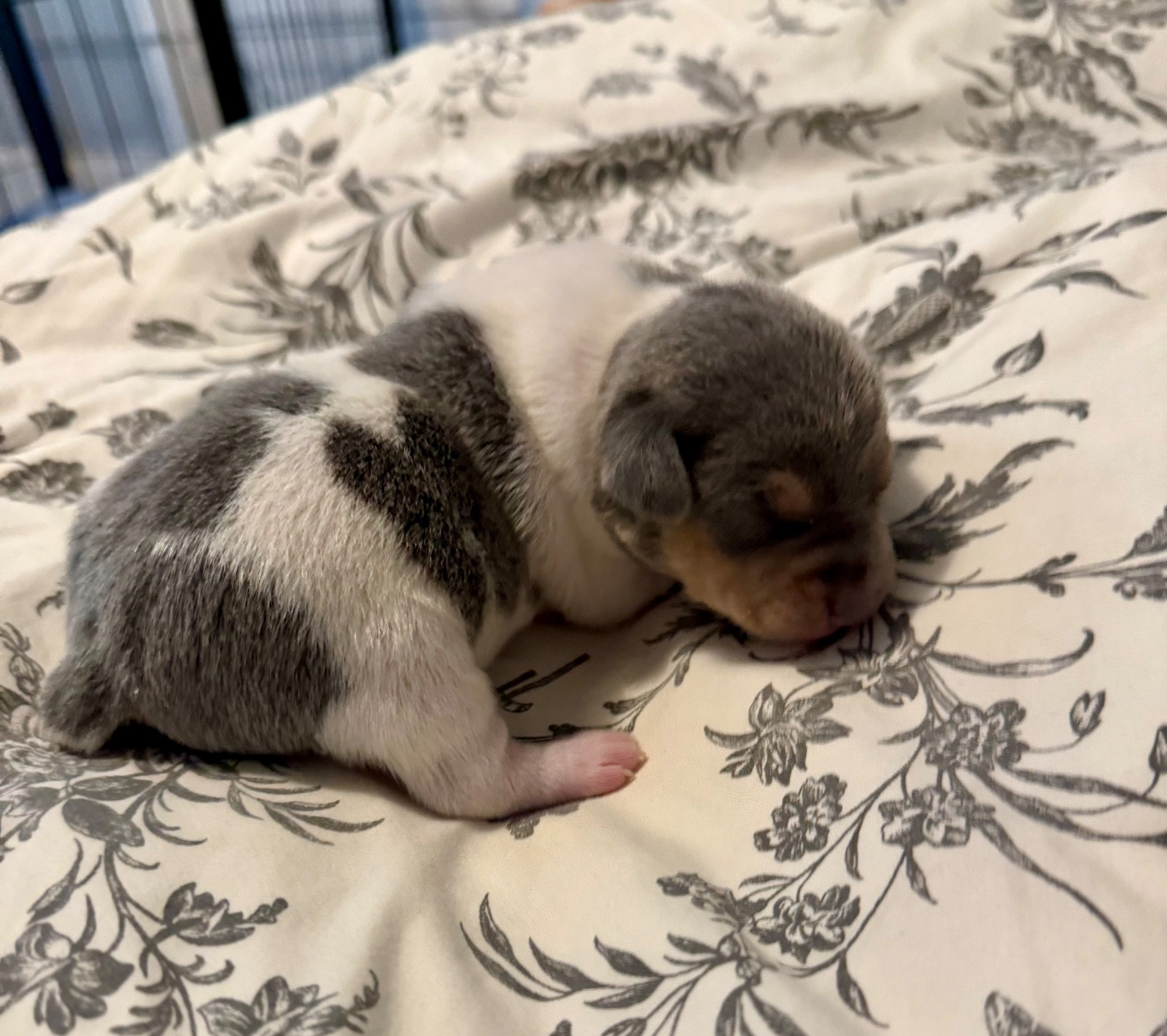 Earthwater - Chiots disponibles - Terrier Bresilien