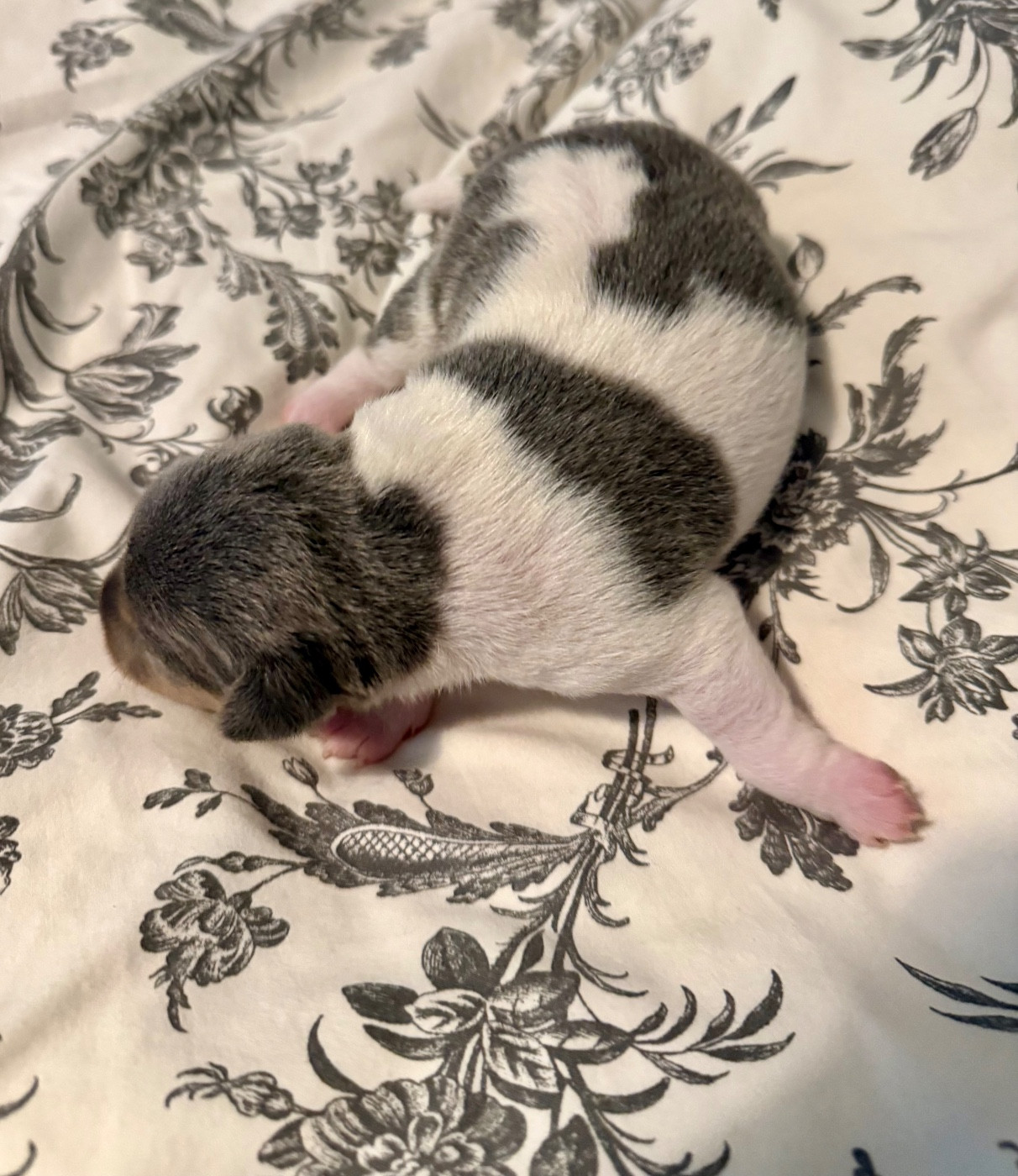 Earthwater - Chiots disponibles - Terrier Bresilien