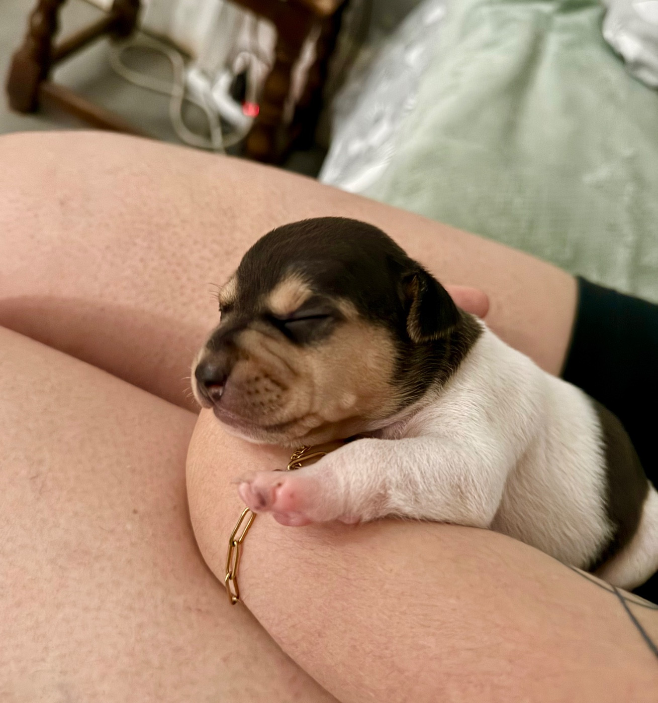 Earthwater - Chiots disponibles - Terrier Bresilien