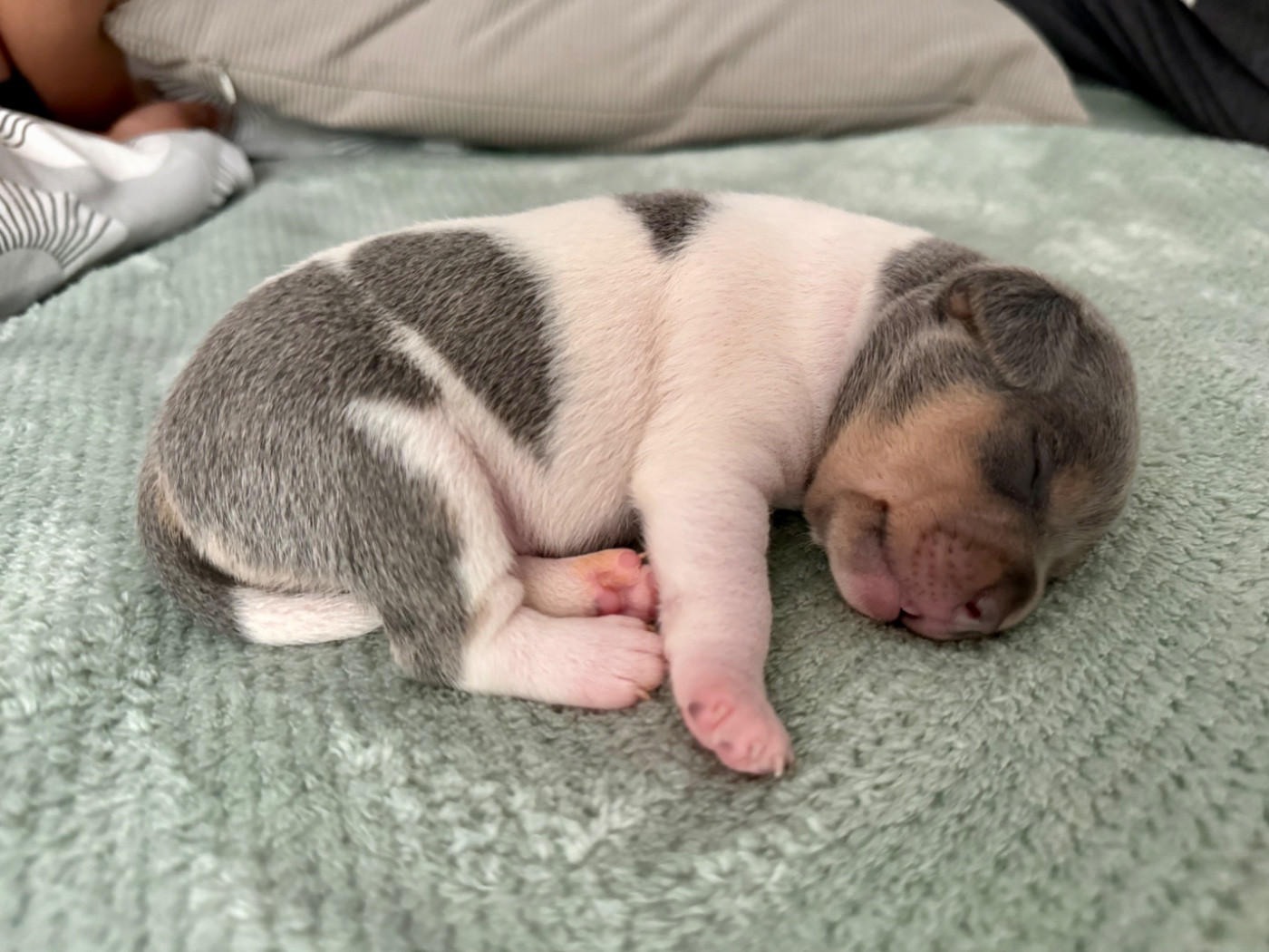 Earthwater - Chiots disponibles - Terrier Bresilien