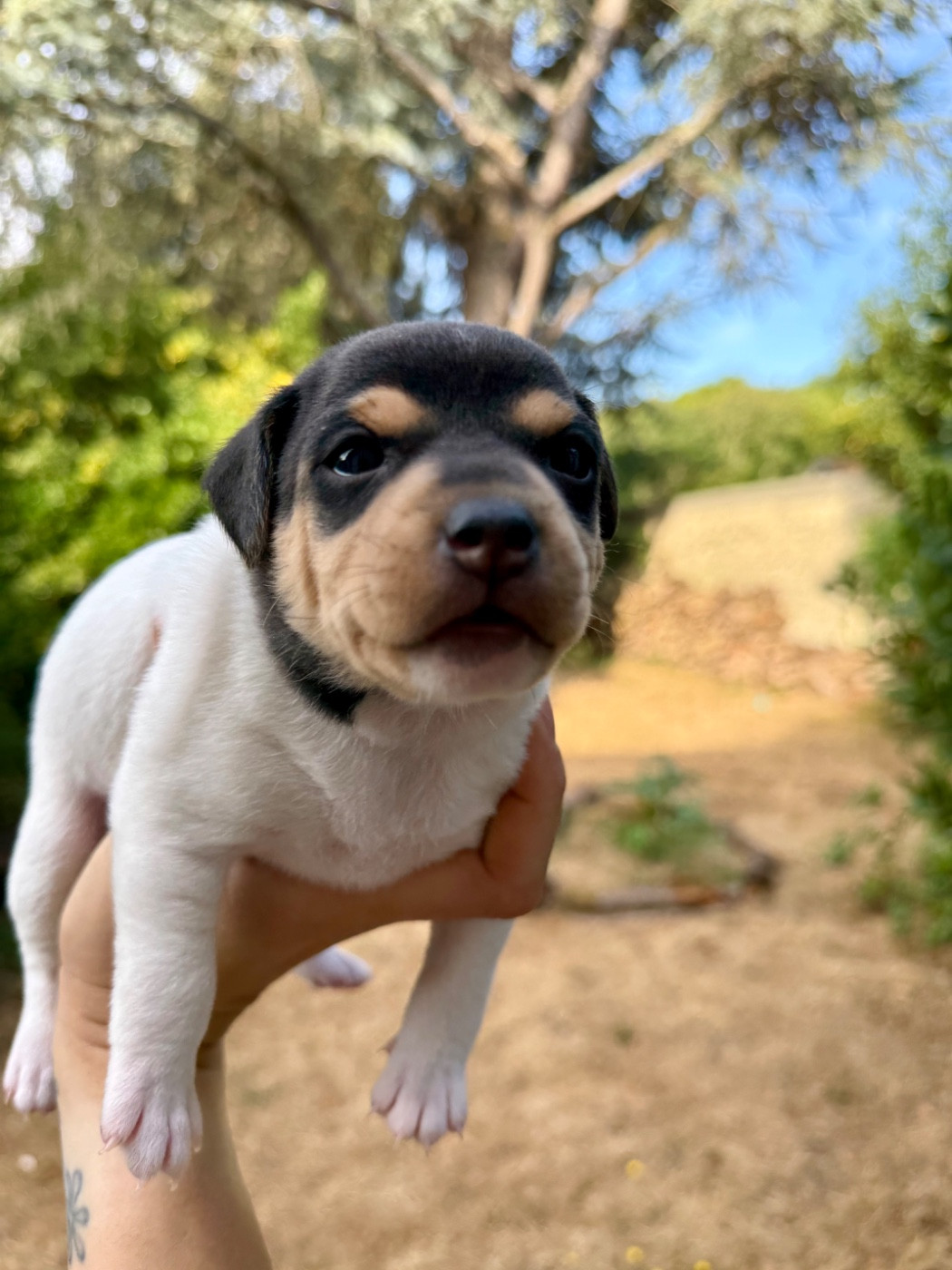 Earthwater - Chiots disponibles - Terrier Bresilien