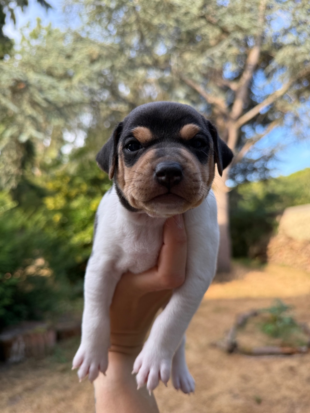 Earthwater - Chiots disponibles - Terrier Bresilien