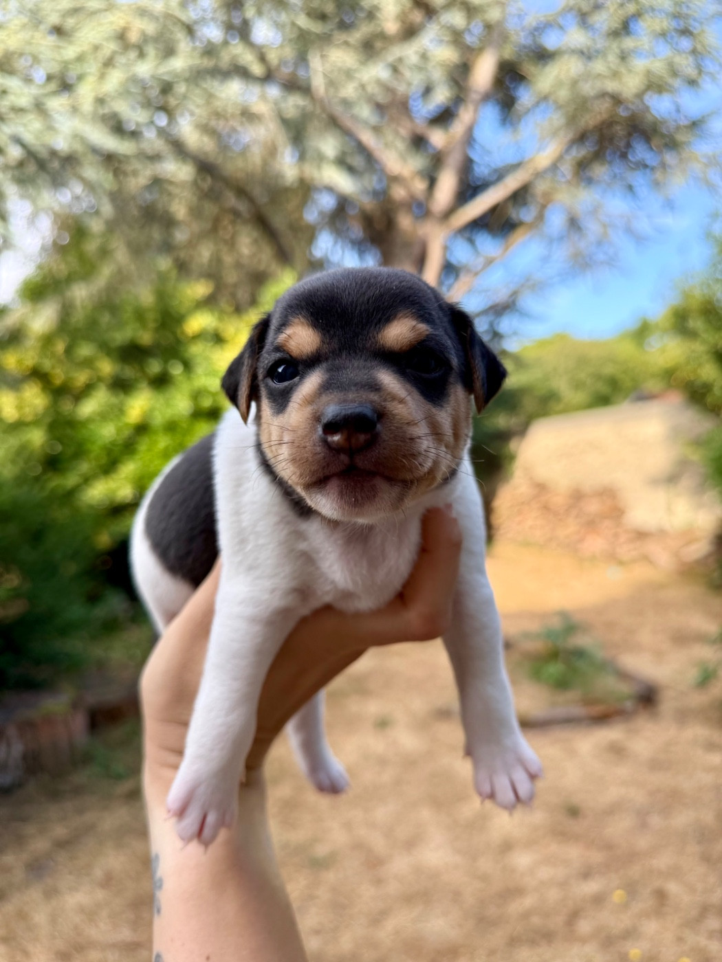 Earthwater - Chiots disponibles - Terrier Bresilien