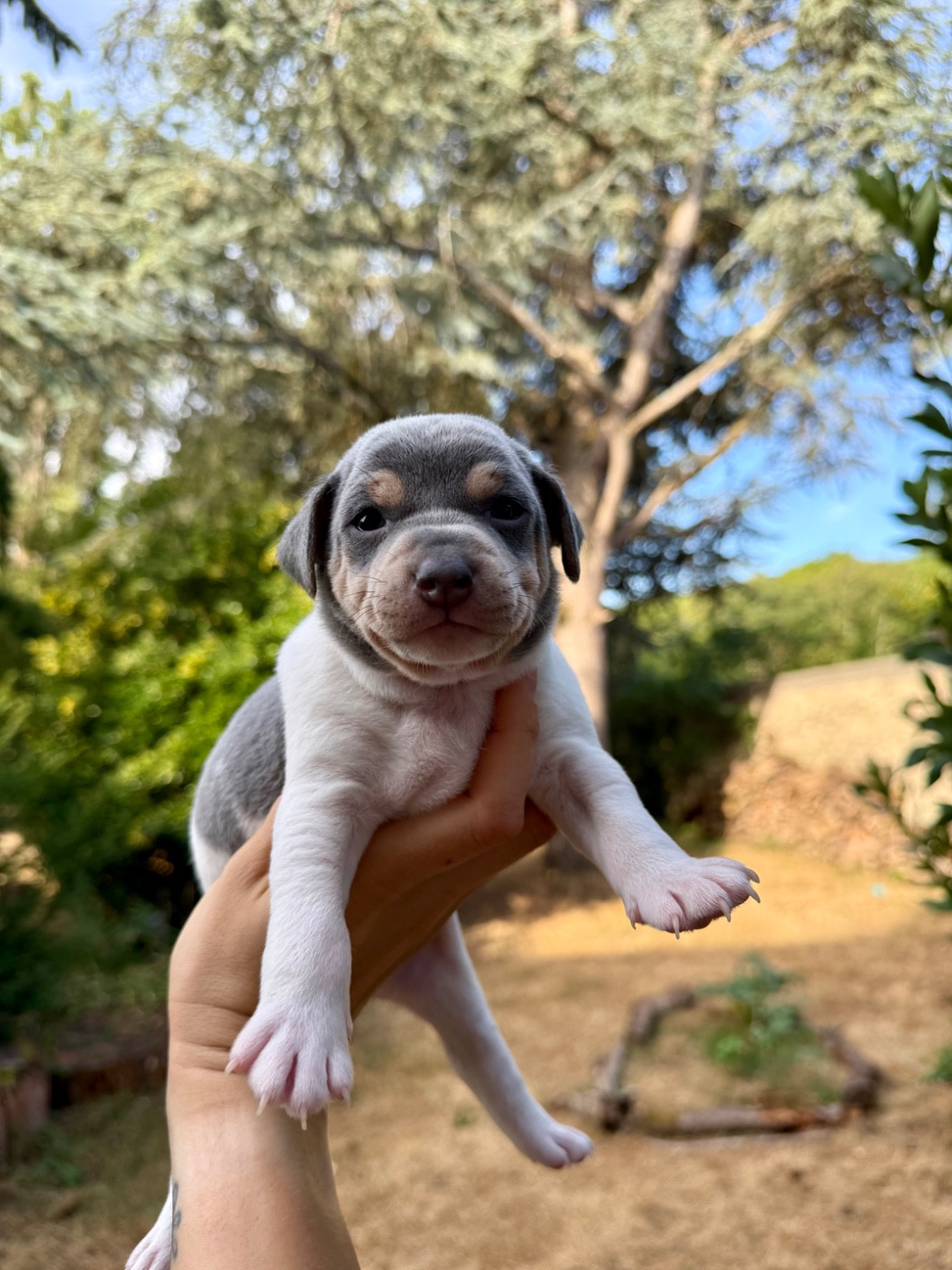 Earthwater - Chiots disponibles - Terrier Bresilien