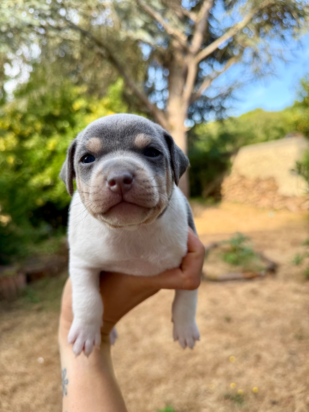 Earthwater - Chiots disponibles - Terrier Bresilien