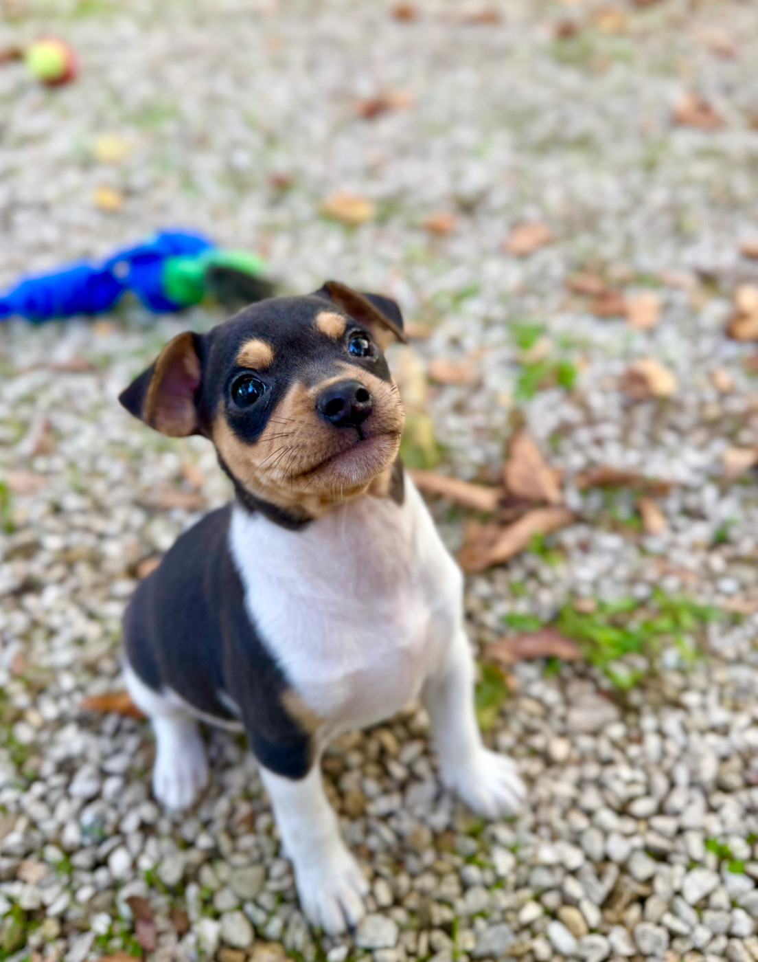 Earthwater - Chiots disponibles - Terrier Bresilien