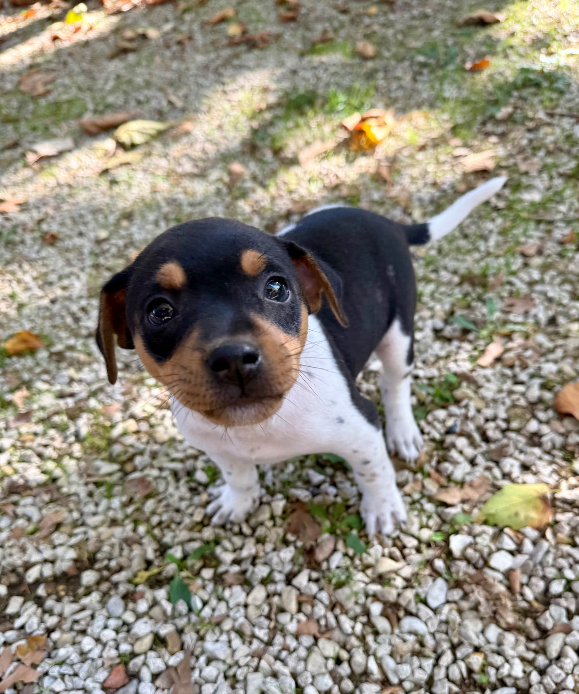 Earthwater - Chiots disponibles - Terrier Bresilien