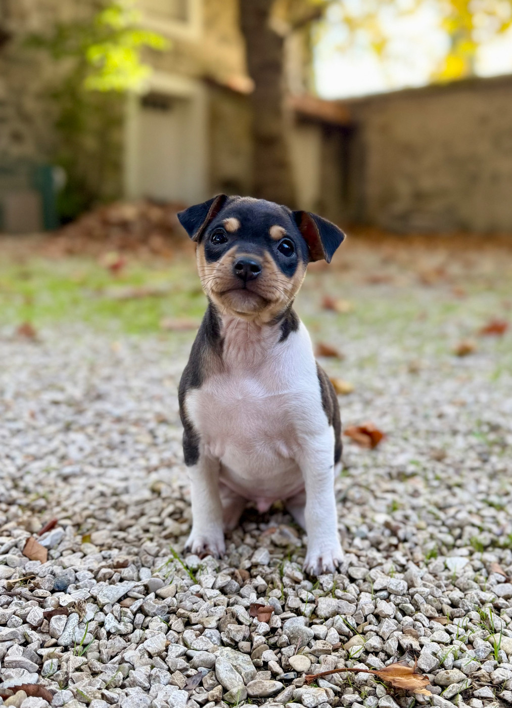 Earthwater - Chiots disponibles - Terrier Bresilien