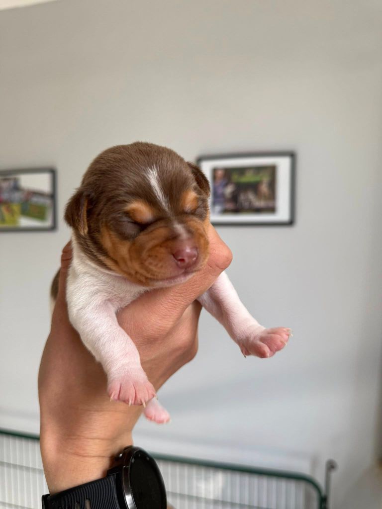 Earthwater - Chiots disponibles - Terrier Bresilien
