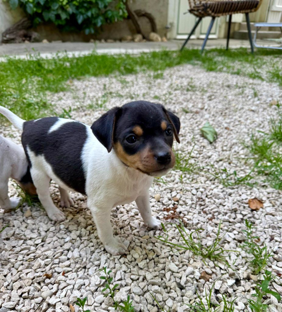 Earthwater - Chiots disponibles - Terrier Bresilien