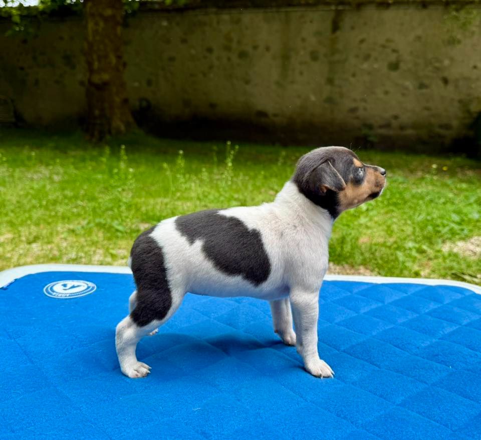 Earthwater - Chiots disponibles - Terrier Bresilien