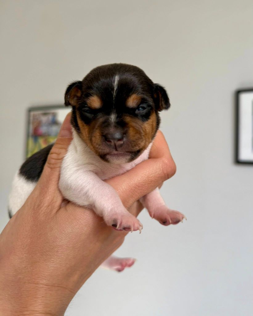 Earthwater - Chiots disponibles - Terrier Bresilien