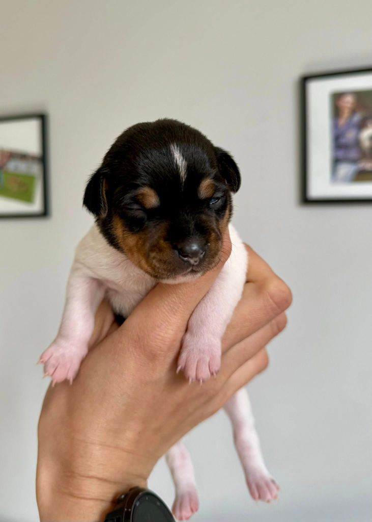 Earthwater - Chiots disponibles - Terrier Bresilien