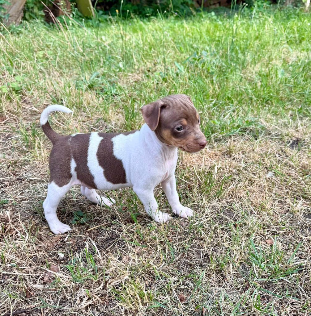 Earthwater - Chiots disponibles - Terrier Bresilien