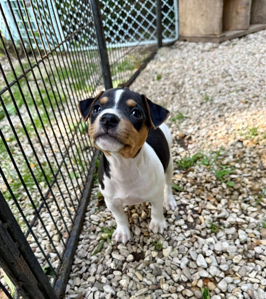 Earthwater - Chiots disponibles - Terrier Bresilien