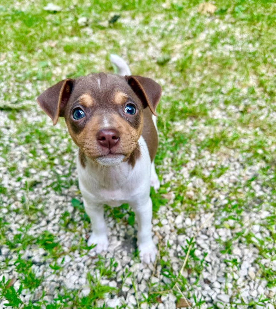 Earthwater - Chiots disponibles - Terrier Bresilien