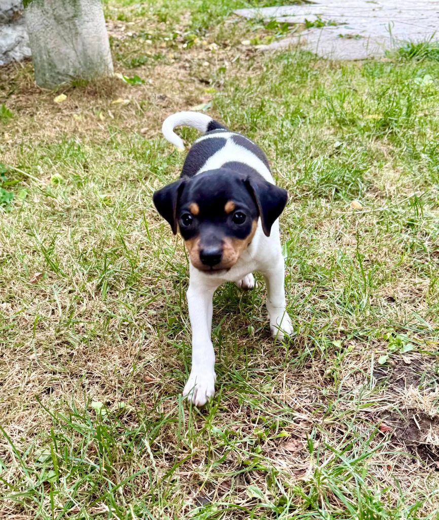 Earthwater - Chiots disponibles - Terrier Bresilien